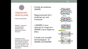 UE5 - Appareil de Golgi