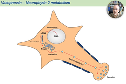 06 - Methods in Neuroendocrinology #1.mp4