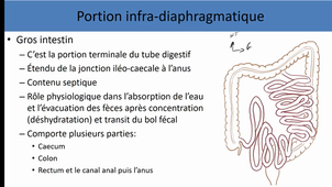 UE4 anatomie générale de l'appareil digestif 2