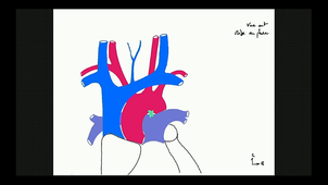 UE1 AN05-6 Vascularisation cœur / gros Vx