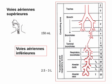 Physiologie respiratoire 1 DFGO2