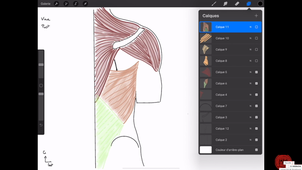 3AN03 - Cours muscles périthoraciques