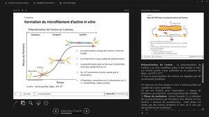 L1SP UE5 cytosquelette1