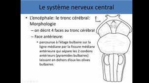 UE4 anatomie générale du système nerveux 2