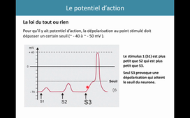 L2 STAPS Neurophysiologie - Fin de CM