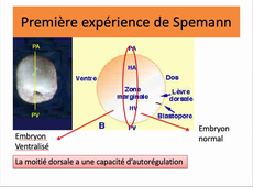 DCD partie IV XNR