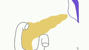 UE2 AN7-AN8 pancreas-duodenum-rate