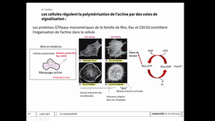 L1SP UE5 cytosquelette partie 2(LEHMANN)