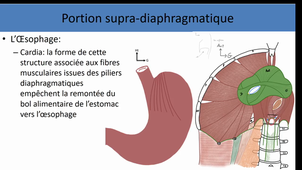 Anatomie générale appareil digestif 1