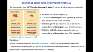 1a.Fecondation-L1SpS-2025-PART2(Teletin 20\01)