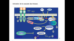 2bc19/20 Beau-Faller