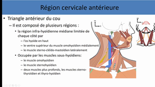 UE4-anat générale de la tête et du cou 2
