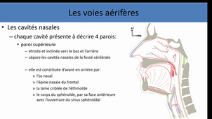 Anatomie générale de la tête et du cou 1