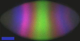 protein eve giant kruppe