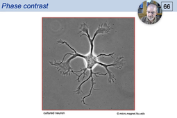 04 - Inverted microscope & phase contrast.mp4