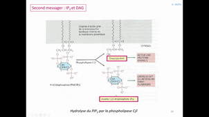 Communication cellulaire 2