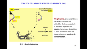 7eHeure-LS1-Forme du corps