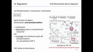 Communication cellulaire 4