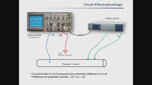 L1 Psychologie - TP Neurophysiologie