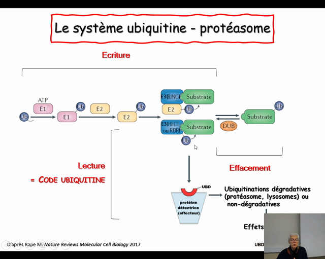  Dégradation Programmée Des Protéines (Dr. Pj…