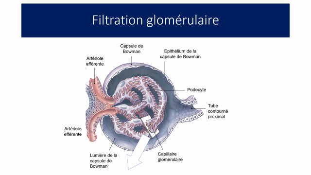 - Physiologie Rénale