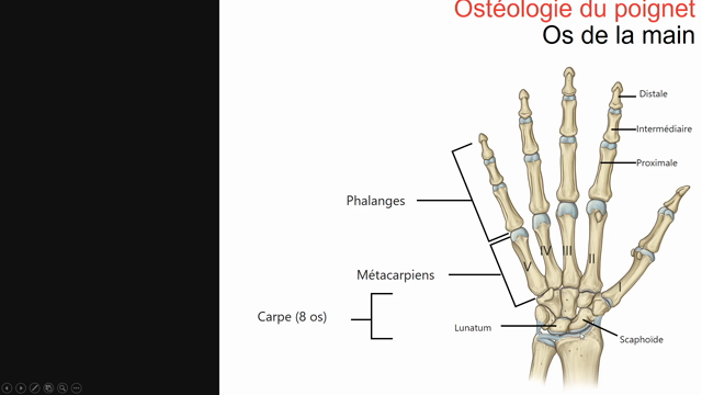 Anatomie osseuse du poignet et de la main - Membre-Superieur